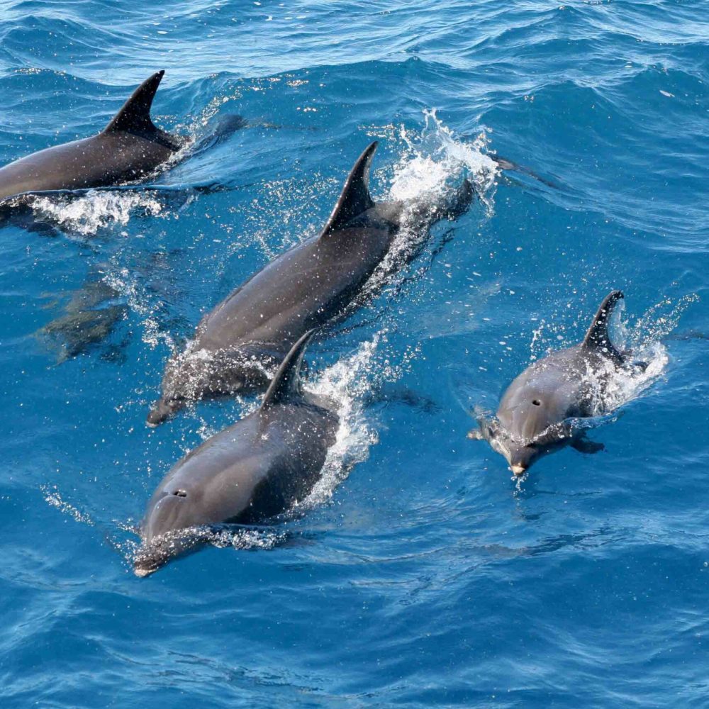 Small-CMF-Fig-4-A-group-of-dolphins-by-a-trawler-Simon-Allen-1-scaled.jpg